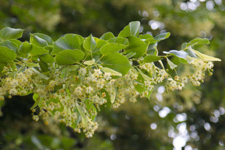 Blooming linden tree in summer in the park.の写真素材