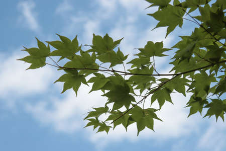 Green leaves on a branch of a fan maple tree.の写真素材