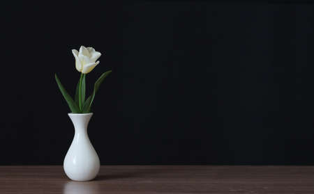White tulip flower in a white vase on a black soft background.の写真素材