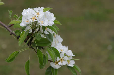 Blooming pear tree in spring in the garden.の写真素材