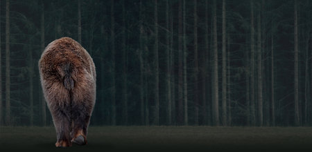 Brown bear walks through the night forest, back view.の写真素材