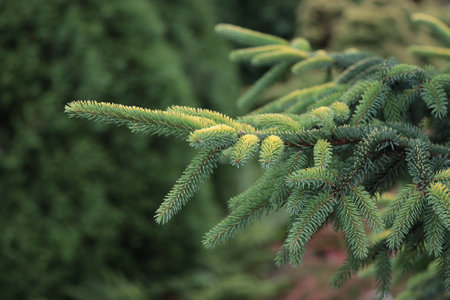 A branch of an evergreen spruce tree in the park.の写真素材