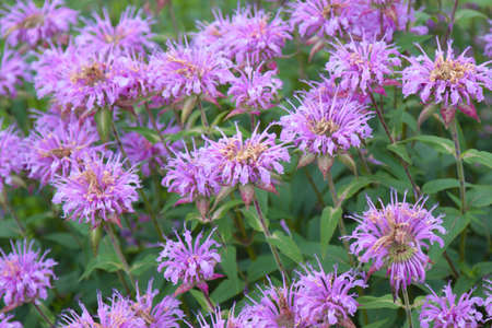 Perennial, herbaceous plant Monarda fistus, flowering plant.の写真素材