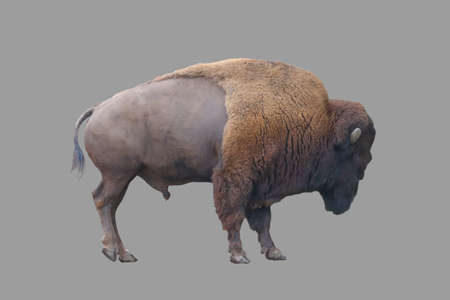 Herbivore male bison on isolated gray background.の写真素材