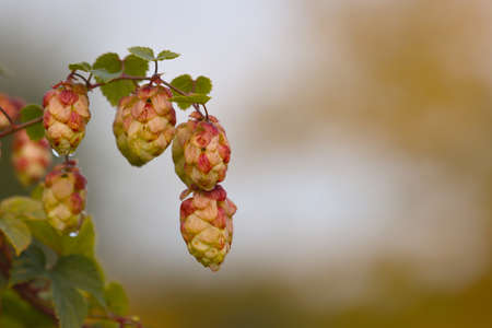 Blooming in September, the plant is an autumn hop.の写真素材