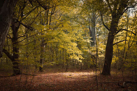 European, autumn forest in the month of September.の写真素材