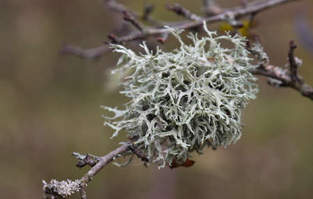 Lichen, a symbiosis of green algae and fungus.の写真素材