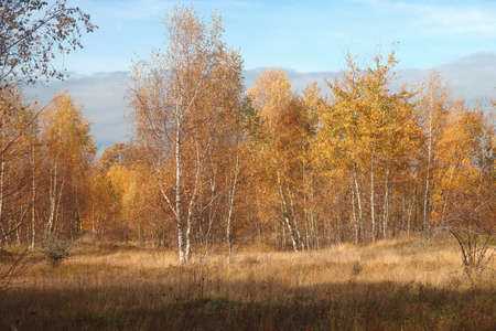 Birch grove with withered grass in an autumn day.の写真素材