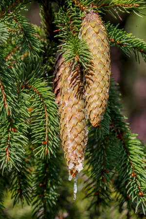 Spruce cones emanating from the resin of the tree.の写真素材