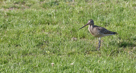 Bird sandpiper walking on the grass during the day.の写真素材