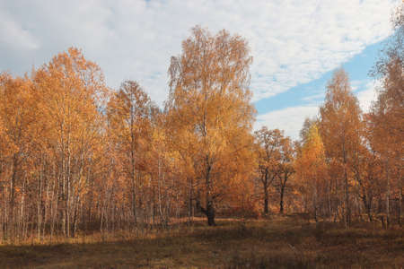 Forest in the autumn season against the backdrop of the cloudy sky.の写真素材