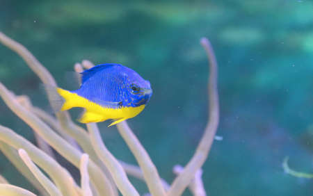 Beautiful blue, yellow azure chrysiptera fish under water.の写真素材