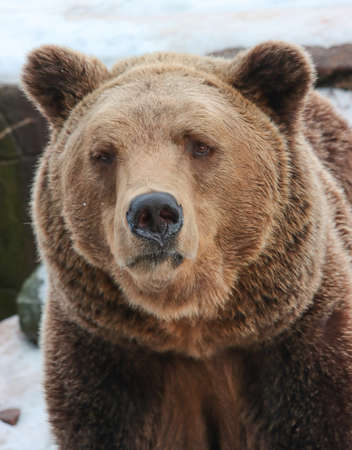 The muzzle of a predator, a brown bear. Portrait of an animal.の写真素材