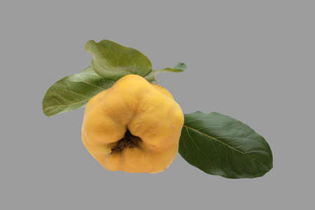 Ripe quince fruit on an isolated gray background.の写真素材