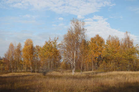 Birch grove with withered grass in an autumn day.の写真素材