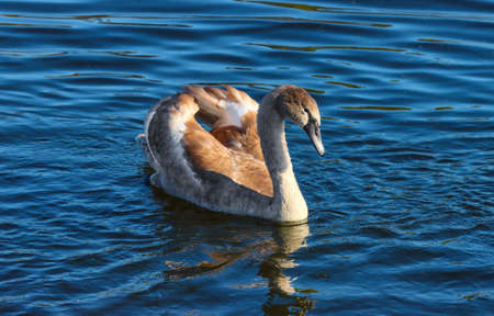 Bird young swan floating in the lake.の写真素材