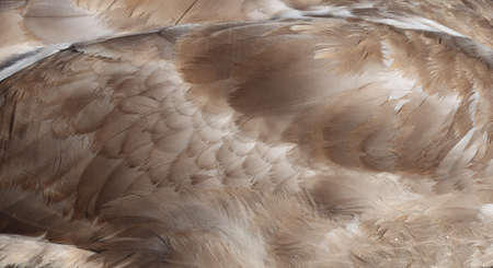 The texture of the wings of a young swan under sunlight.の写真素材