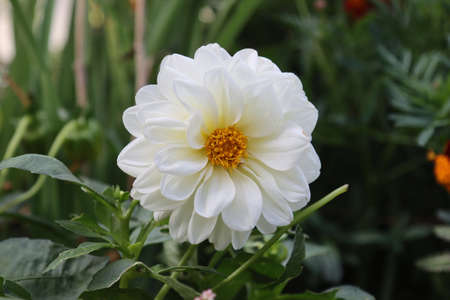 Blooming white dahlia in the summer garden.の写真素材