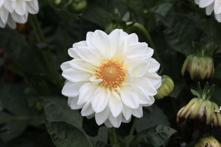 Blooming white dahlia in the summer garden.の写真素材