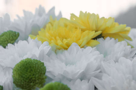 Flowering, bouquet of yellow and white chrysanthemum flowers.の写真素材