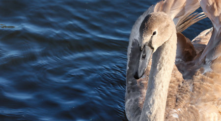 Bird young swan floating in the lake.の写真素材