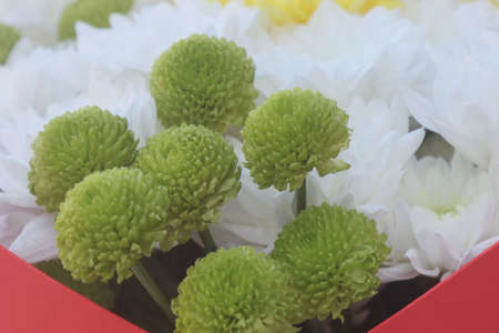 Flowering, bouquet of yellow and white chrysanthemum flowers.の写真素材
