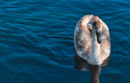 Bird young swan floating in the lake.の写真素材