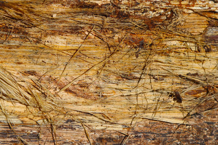 Surface texture of the bark of a rotten oak tree.の写真素材