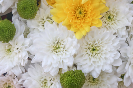Flowering, bouquet of yellow and white chrysanthemum flowers.の写真素材
