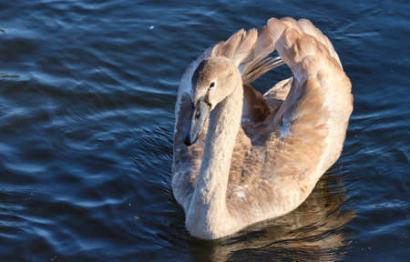 Bird young swan floating in the lake.の写真素材