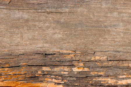 Surface texture of an old wood plank.の写真素材