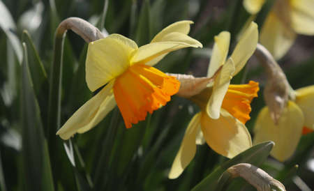 Blooming daffodils in spring in the garden.の写真素材