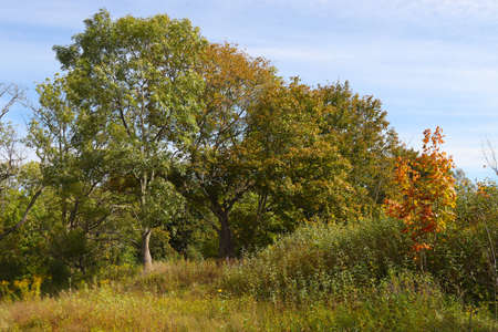 European forest with trees in autumn. sceneryの写真素材