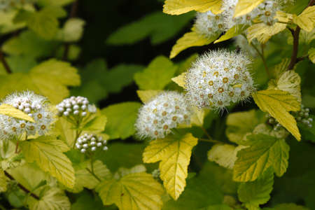 Blossoming of Viburnum-leaved bladder in the summer garden.の写真素材
