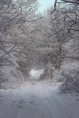 Country road in the forest covered with snow.の写真素材