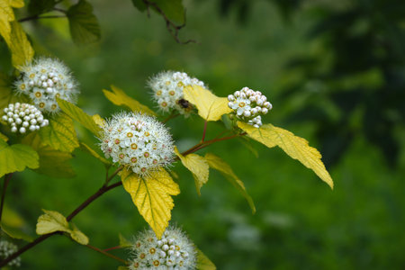 Blossoming of Viburnum-leaved bladder in the summer garden.