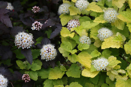 Blossoming of Viburnum-leaved bladder in the summer garden.の写真素材