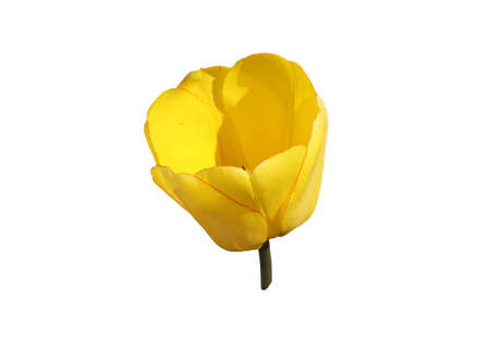 Yellow flower of tulip plant on white background.の写真素材