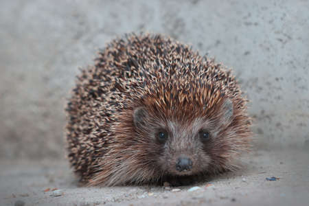 Portrait of an animal prickly hedgehog.の写真素材