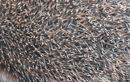 The texture of the surface of the cover of the hedgehog.の写真素材