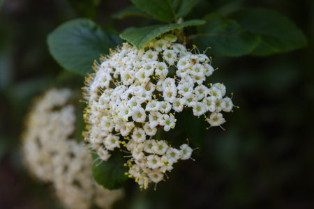 Flowering of decorative viburnum in the garden.の写真素材
