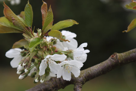 Blooming cherry tree in spring in the garden.の写真素材