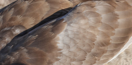 The texture of the wings of a young swan under sunlight.の写真素材