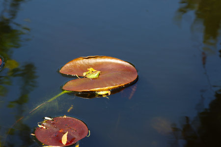Leaves of water lilies growing in a pond.