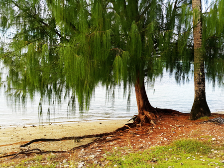 tree on the beachの写真素材