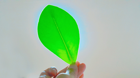 fresh leafの写真素材