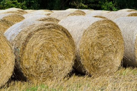 picture of harvested field with straw pressed to balesの写真素材