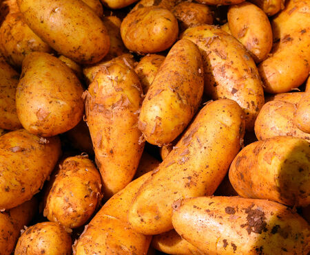 a nice bunch of freshly harvested potatoesの写真素材