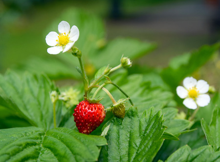 closeup of delicious strawberry in a green fieldの写真素材
