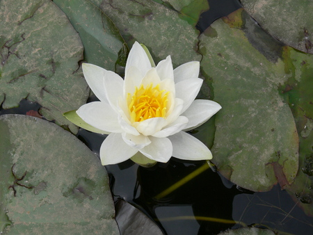 white water lilyの写真素材